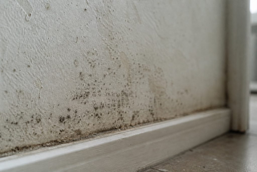 Mold growing on damp water-stained drywall near a baseboard