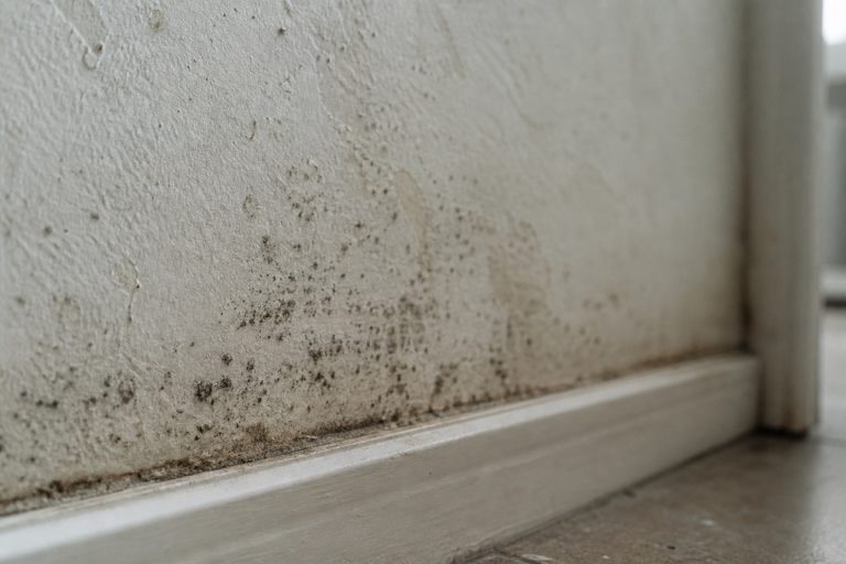 Mold growing on damp water-stained drywall near a baseboard