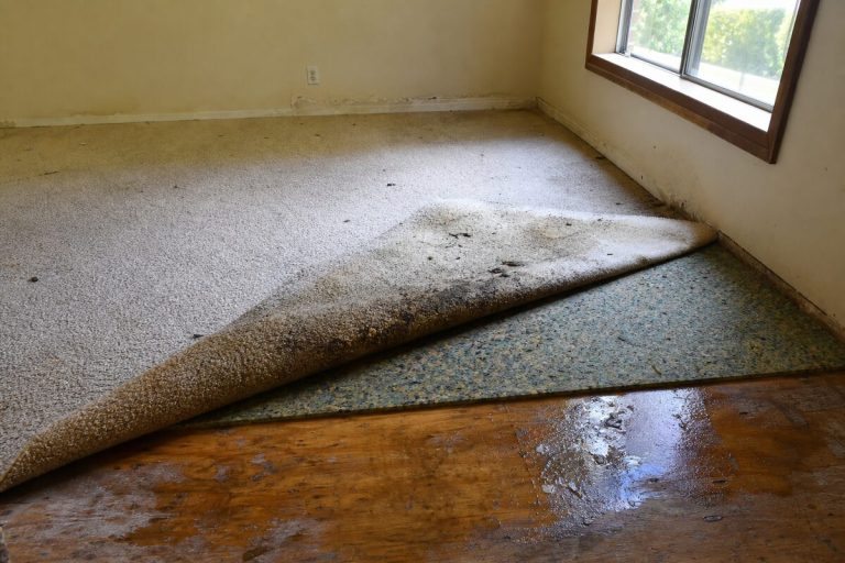 Soaked carpet pulled back to reveal wet padding and subfloor after a flood